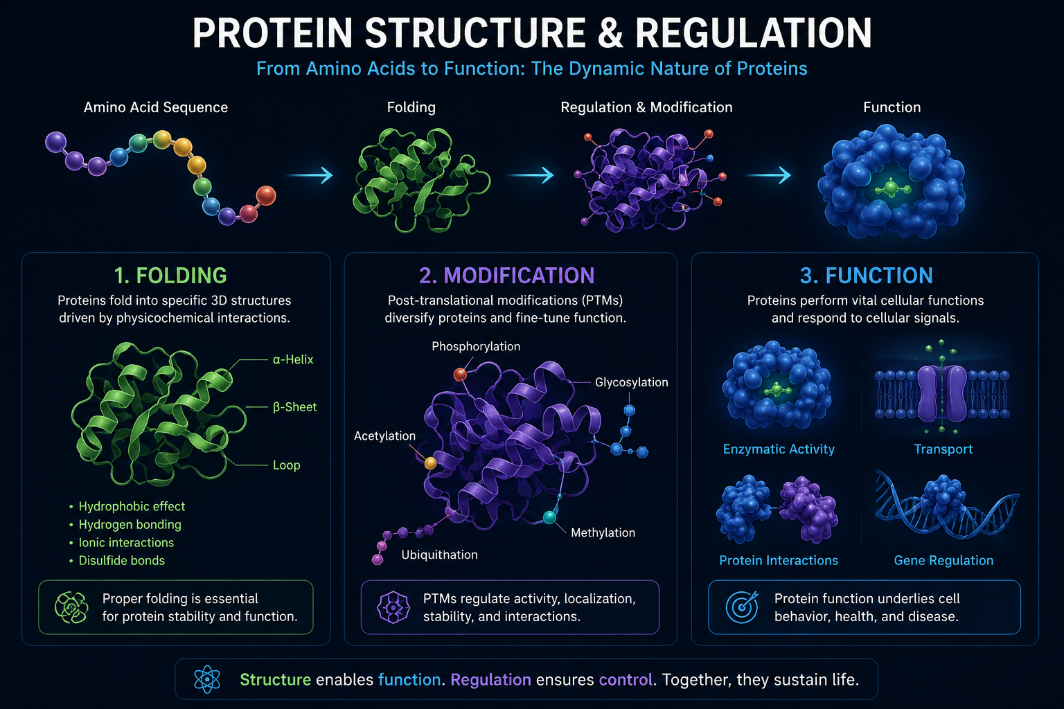 Protein structure and regulation with amino acid sequence, folding, modification, and functional protein concepts